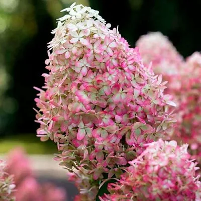 Гортензия РОЯЛ ФЛОВЕР метельчатая в Якутске