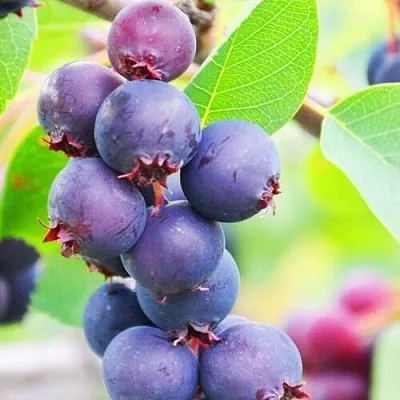 Ирга СМОУКИ  Ирга СМОУКИ в Якутске