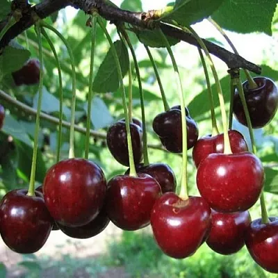 Вишня БЫСТРИНКА в Якутске