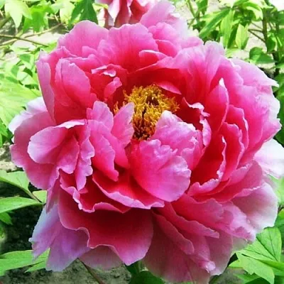 Пион ВОСХОД СОЛНЦА древовидный  Пион ВОСХОД СОЛНЦА древовидный в Якутске