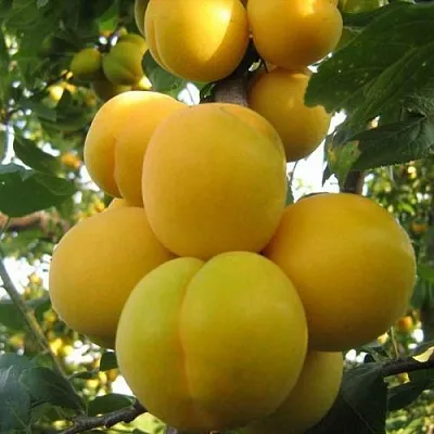 Слива ЛОДВА  Слива ЛОДВА в Якутске