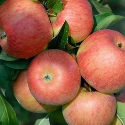 Яблоня ТОПАЗ  Яблоня ТОПАЗ в Якутске