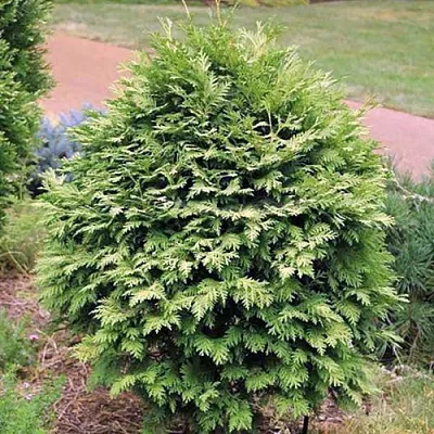 Туя ВАРЕАНА ЛЮТЕСЦЕНС западная  Туя ВАРЕАНА ЛЮТЕСЦЕНС западная в Якутске