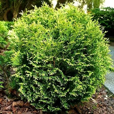 Туя ВОТЕРФИЛД западная  Туя ВОТЕРФИЛД западная в Якутске