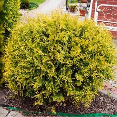 Туя КОЛЛЕРС ГОЛД складчатая  Туя КОЛЛЕРС ГОЛД складчатая в Якутске