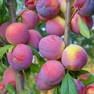 Слива КОЛОННОВИДНАЯ  Слива КОЛОННОВИДНАЯ в Якутске