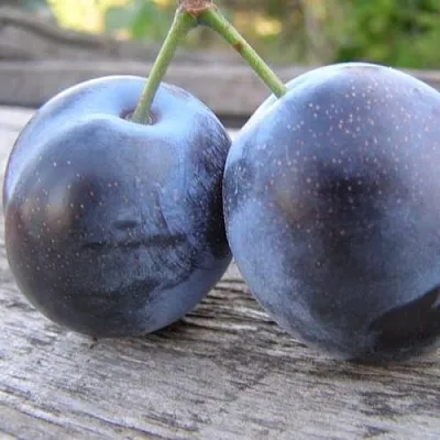 Слива БЛЮФРИ  Слива БЛЮФРИ в Якутске