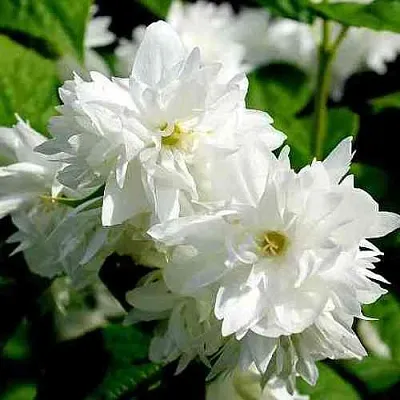 Жасмин ДАМ БЛАНШ  Жасмин ДАМ БЛАНШ в Якутске