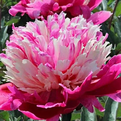 Пион ДЕЙДРИМ травянистый  Пион ДЕЙДРИМ травянистый в Якутске