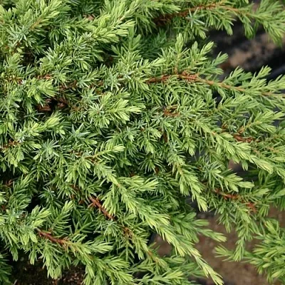 Можжевельник в Якутске