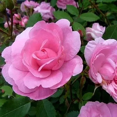 Саженцы роз ДЖОН ДЭВИС плетистая  Саженцы роз ДЖОН ДЭВИС плетистая в Якутске