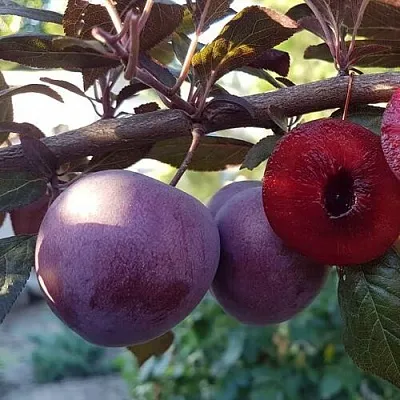 Слива ПАННА   Слива ПАННА  в Якутске