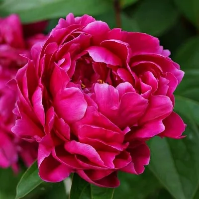 Пион ЛУИ ВАН-ГУТТ травянистый  Пион ЛУИ ВАН-ГУТТ травянистый в Якутске