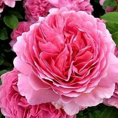 Саженцы роз ПРИНЦЕССА АЛЕКСАНДРА ОФ КЕНТ английская  Саженцы роз ПРИНЦЕССА АЛЕКСАНДРА ОФ КЕНТ английская в Якутске