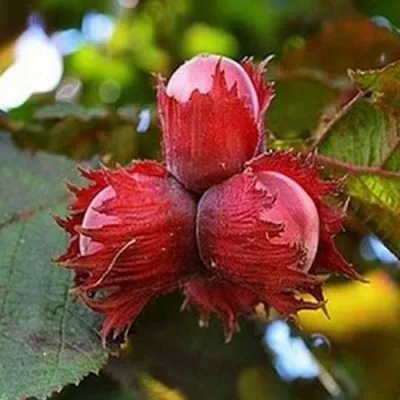 Фундук КРАСНЫЙ ЯНТАРЬ в Якутске