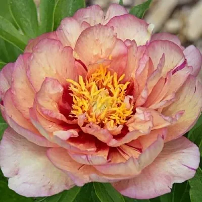 Пион КЭЛЛИС МЕМОРИ ито-гибрид  Пион КЭЛЛИС МЕМОРИ ито-гибрид в Якутске