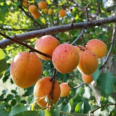 Абрикос ЖЕРДЕЛА в Якутске