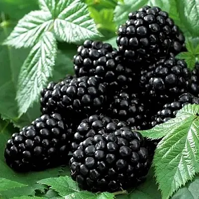 Ежевика БЛЭК БЬЮТИ в Якутске