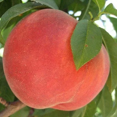 Персик МАЙСКИЙ ЦВЕТОК в Якутске