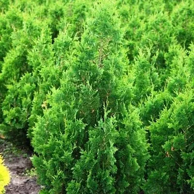 Туя СПИРАЛИС западная  Туя СПИРАЛИС западная в Якутске