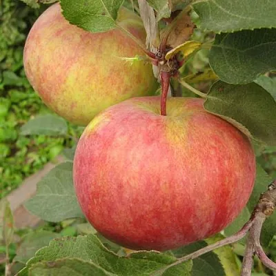 Яблоня ПЕРВОУРАЛЬСКОЕ  Яблоня ПЕРВОУРАЛЬСКОЕ в Якутске