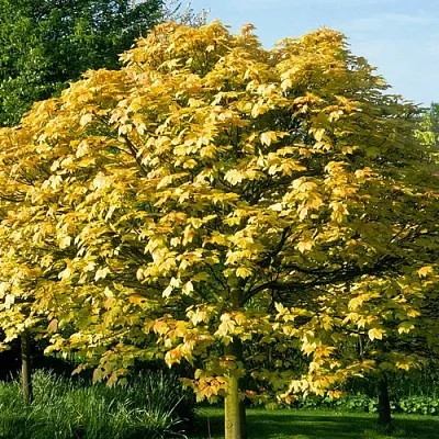 Клен ложноплатановый в Якутске