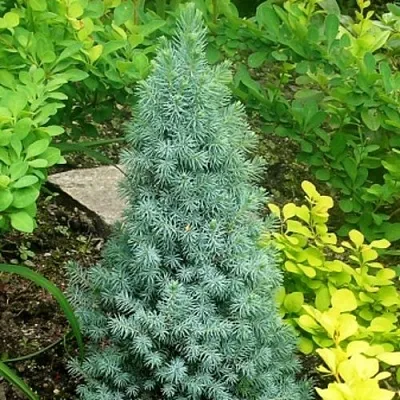 Ель КОНИКА сизая в Якутске