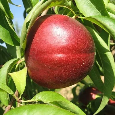 Нектарин ФАНТАЗИЯ в Якутске