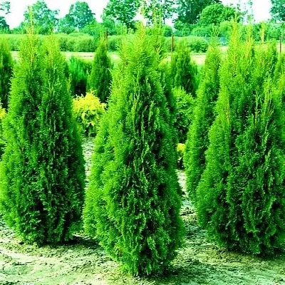 Туя ВИДМАНТ западная  Туя ВИДМАНТ западная в Якутске