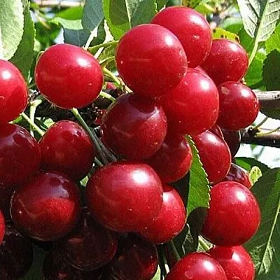 Вишня ГЛУБОКСКАЯ в Якутске