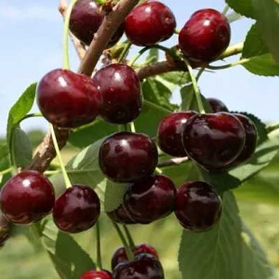 Вишня ГРИОТ БЕЛОРУССКИЙ в Якутске