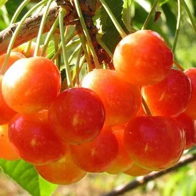 Черешня СОПЕРНИЦА  Черешня СОПЕРНИЦА в Якутске