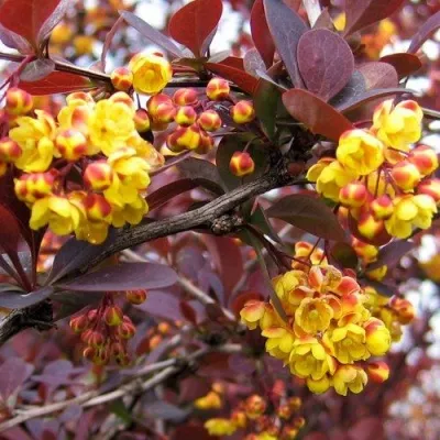 Барбарис СУПЕРБА оттавский  — описание сорта Барбарис СУПЕРБА оттавский  в Якутске