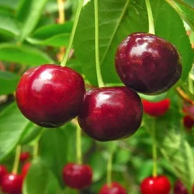 Вишня УЙФЕХЕРТОЙ ФЮРТОШ в Якутске