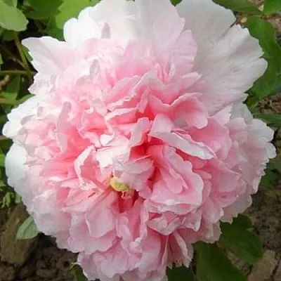 Пион БУКЕТ РОЗОВЫХ ГВОЗДИК древовидный  Пион БУКЕТ РОЗОВЫХ ГВОЗДИК древовидный в Якутске