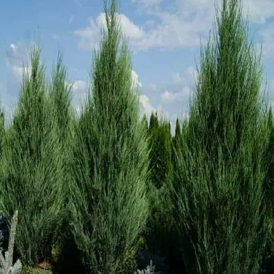 Можжевельник СКАЙРОКЕТ скальный в Якутске