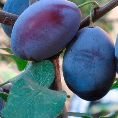 Слива СМОЛИНКА  Слива СМОЛИНКА в Якутске