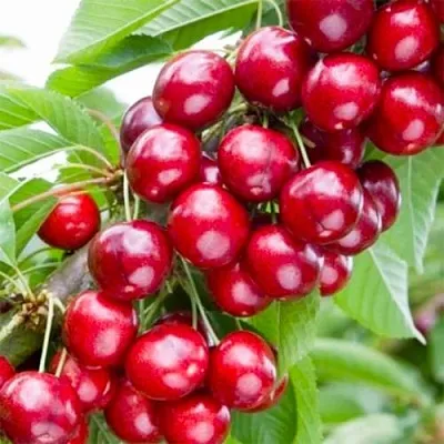 Вишня МАЛЮТКА колонновидная в Якутске