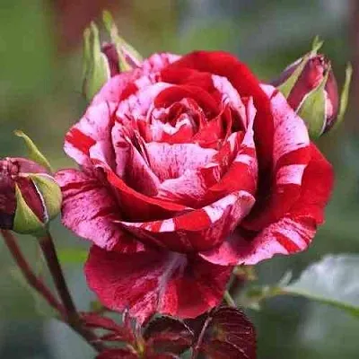 Саженцы роз ДИП ИМПРЕШН флорибунда  Саженцы роз ДИП ИМПРЕШН флорибунда в Якутске