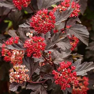 Пузыреплодник РЕД БАРОН в Якутске