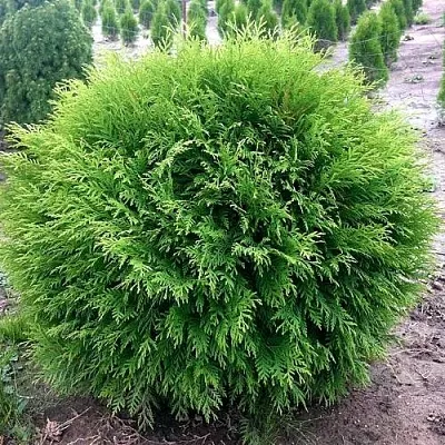 Туя ЛИТЛ ЧЕМПИОН западная  Туя ЛИТЛ ЧЕМПИОН западная в Якутске