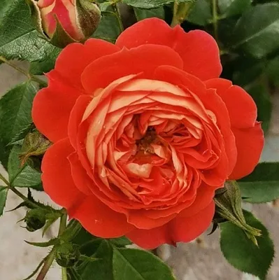 Саженцы роз СТАРЛЕТ РОУЗ КАРМЕН плетистая  Саженцы роз СТАРЛЕТ РОУЗ КАРМЕН плетистая в Якутске