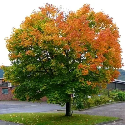 Клен остролистный в Якутске