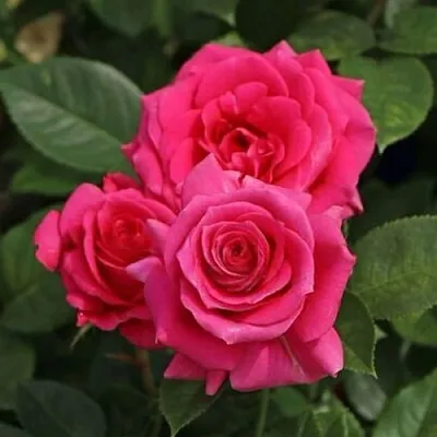 Саженцы роз ЛАВ ЛЕТТЕР флорибунда  Саженцы роз ЛАВ ЛЕТТЕР флорибунда в Якутске