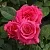 Саженцы роз ЛАВ ЛЕТТЕР флорибунда в Якутске