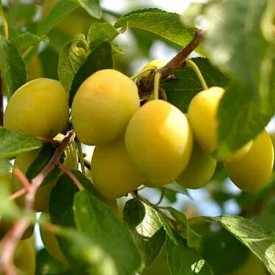 Слива ОЧАКОВСКАЯ ЖЕЛТАЯ  Слива ОЧАКОВСКАЯ ЖЕЛТАЯ в Якутске