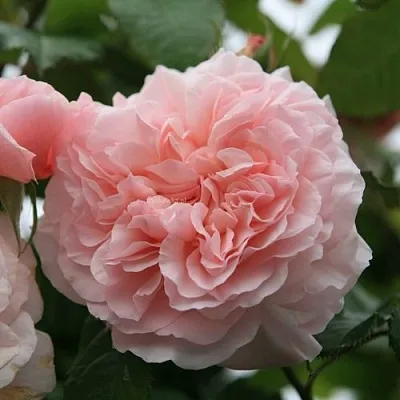 Саженцы роз РОЗ ДЕ ТОЛБИАК плетистая  Саженцы роз РОЗ ДЕ ТОЛБИАК плетистая в Якутске