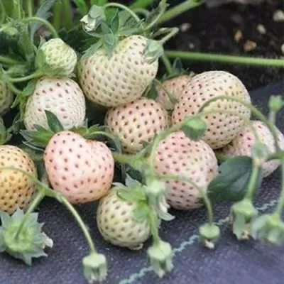 Клубника АНАНАСА ремонтантная в Якутске