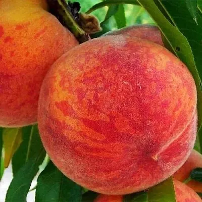Персик ЗОЛОТОЙ ЮБИЛЕЙ в Якутске
