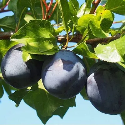 Слива ВОЛАТ  Слива ВОЛАТ в Якутске